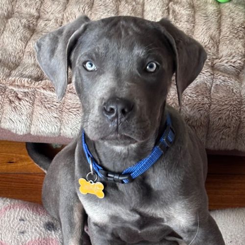 Enzo