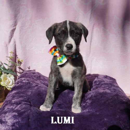 Lumi