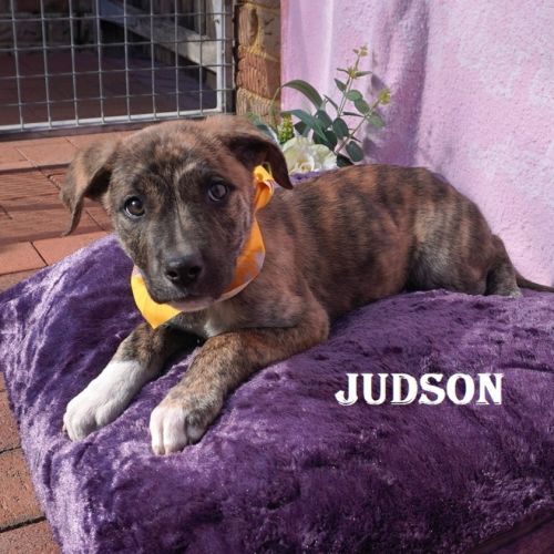 Judson