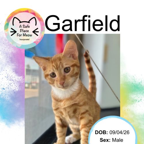 Garfield