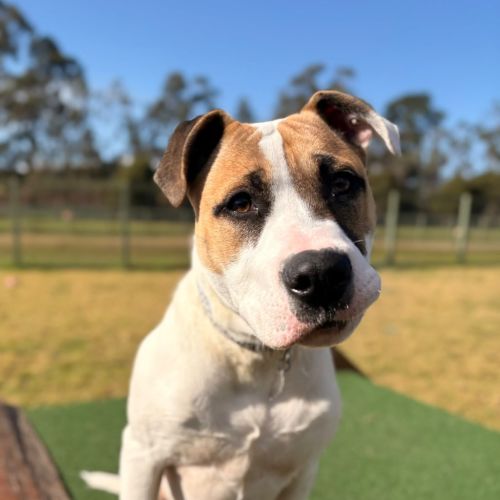 Archie