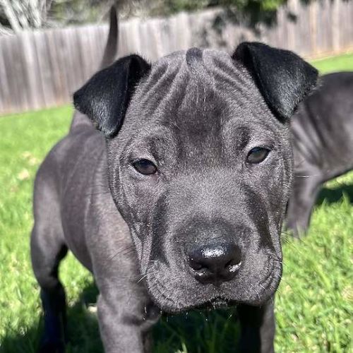 Rex