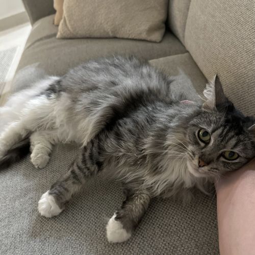 Nova