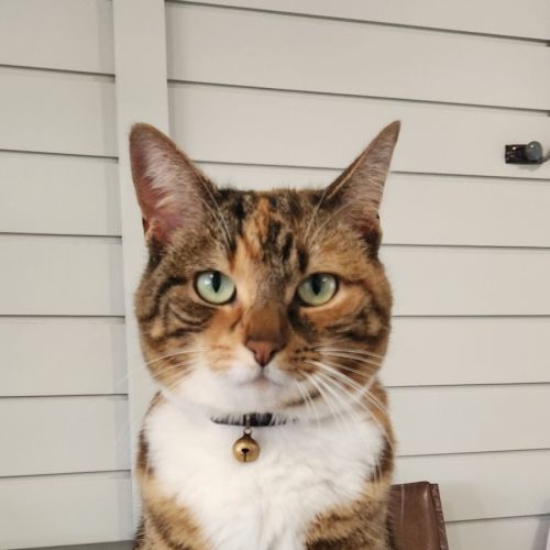 Juno