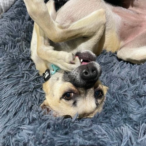 Coco