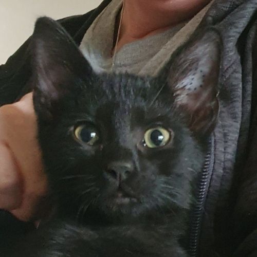 Zeke