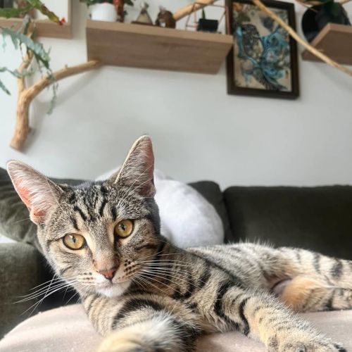 Rosie
