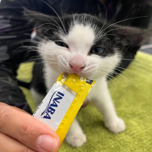 Jerry - In foster care in Brunswick West