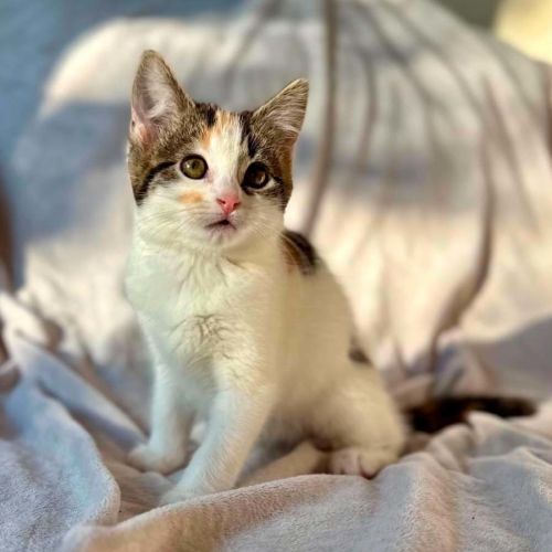 No photo for Lady Lamington   In Foster Care In Bentleigh