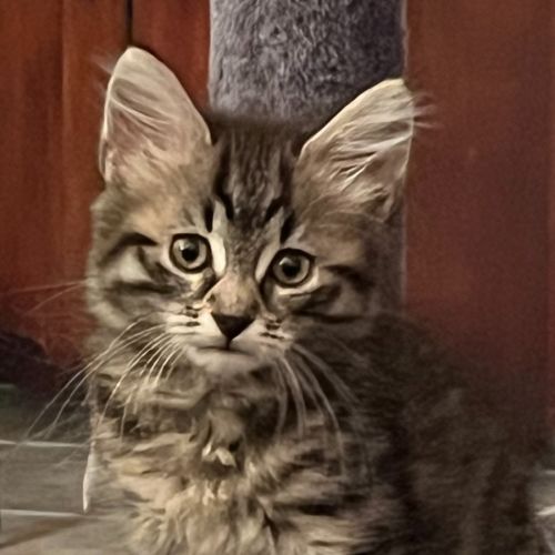 Juniper