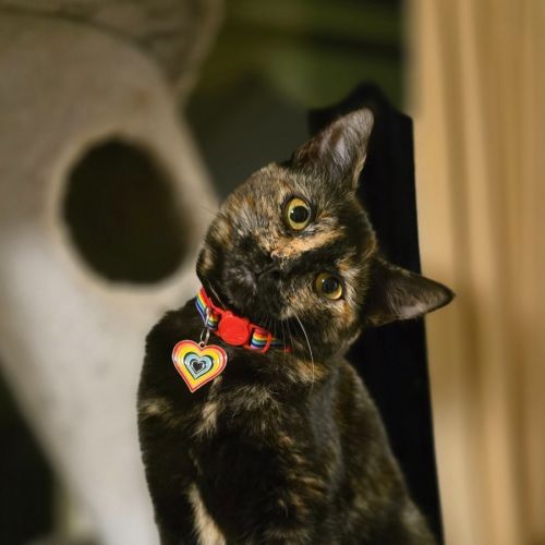 Hazel