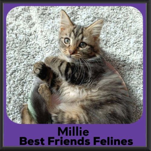 Millie 