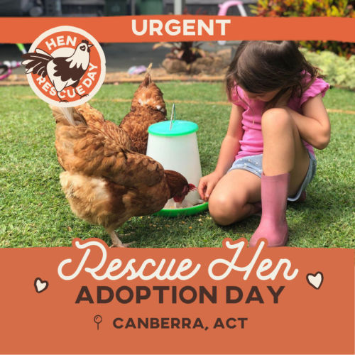 Adoption Day | Rescue Hens