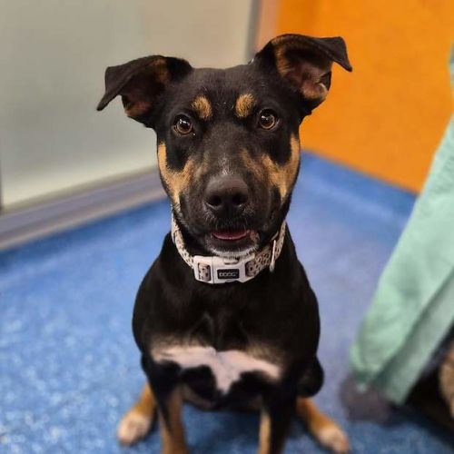 Cinder