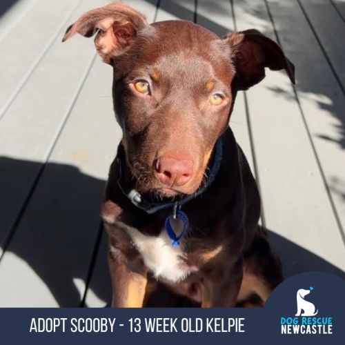 Scooby - 13 Week Old Kelpie