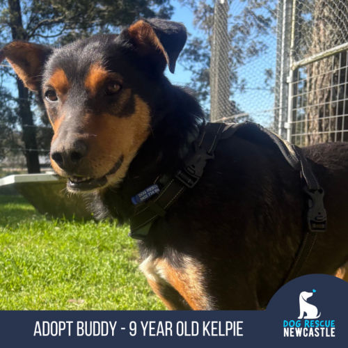 Buddy - 9 Year Old Kelpie
