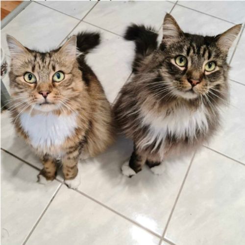 Moana & Maui