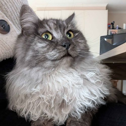 Juniper