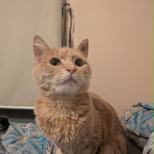 Mittens