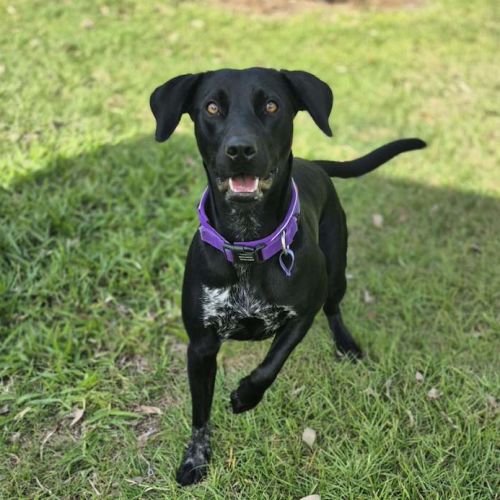 LuLu