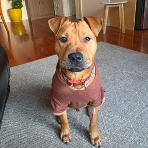 No photo for Tyson