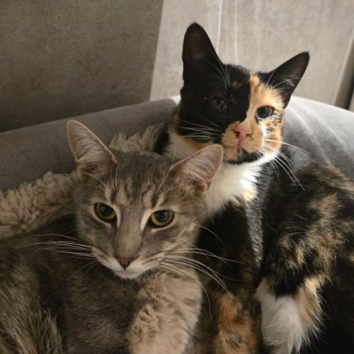 Tinkerbell & Sweet Chili