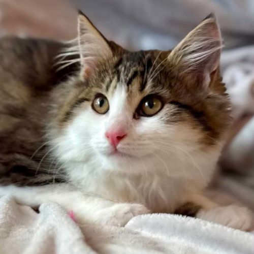 Sabrina - In foster care in Templestowe