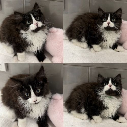 Merlin