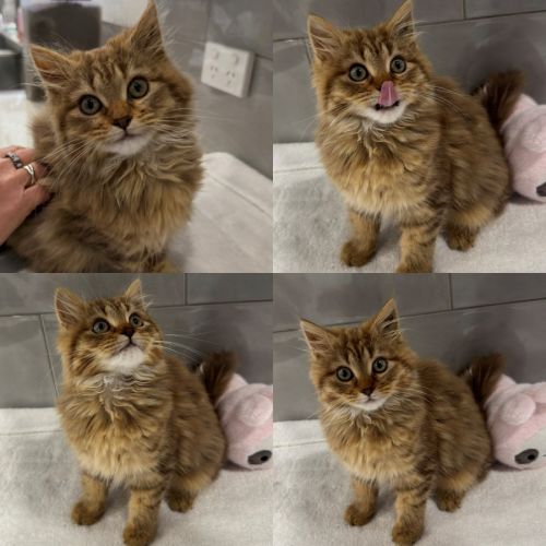 Simba