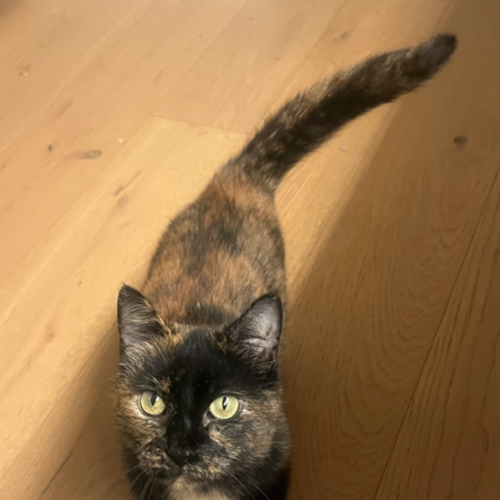 Wiggles