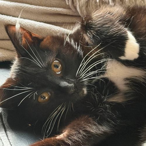 Sprinkles - In foster care in Bentleigh East