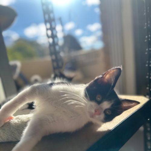 Little Chloe
