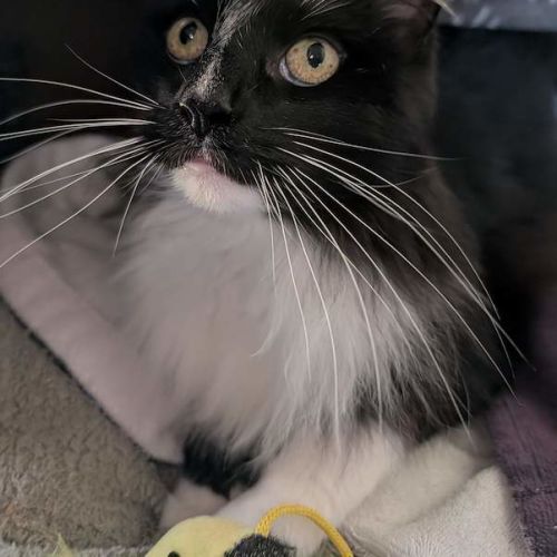 Coco