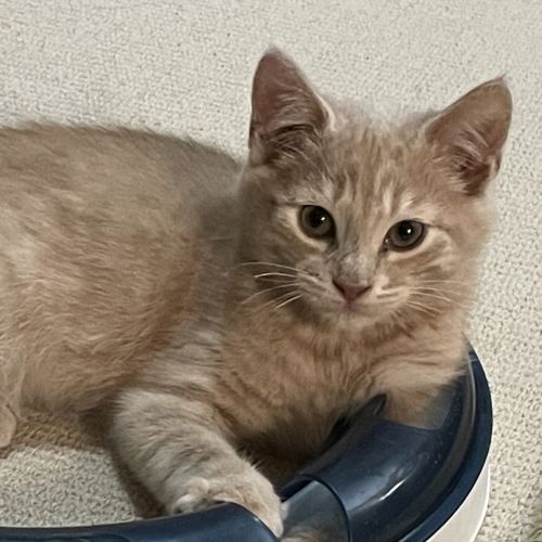Simba