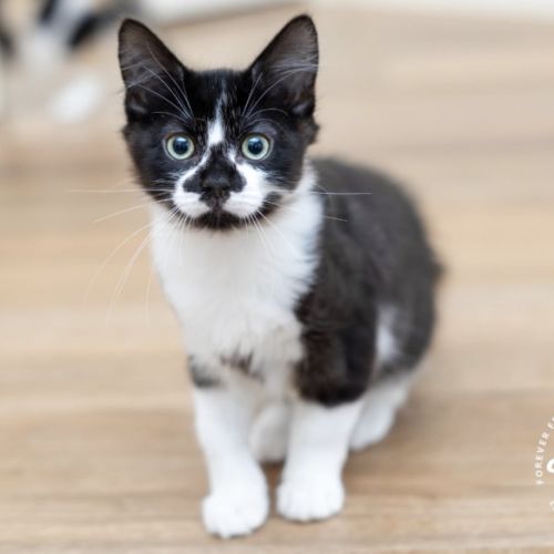 Smudge