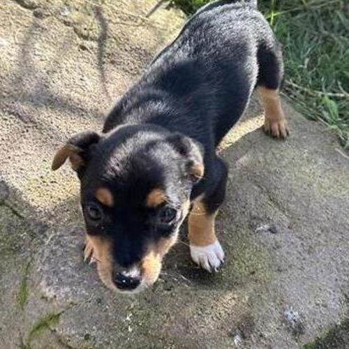 Chico