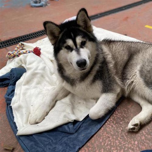 Koda