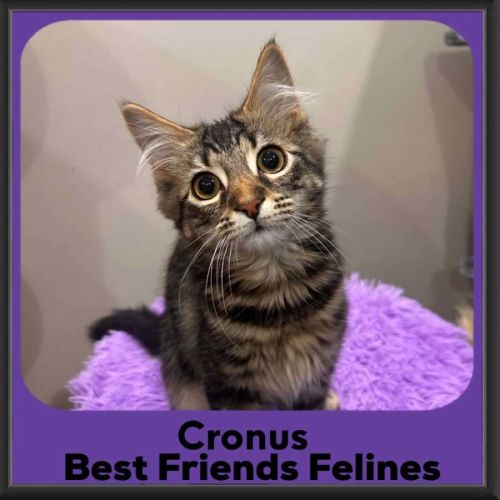 Cronus 