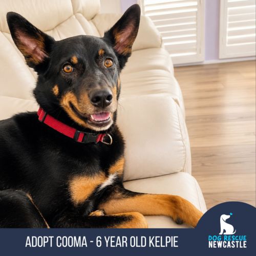 Cooma - 6 Year Old Kelpie