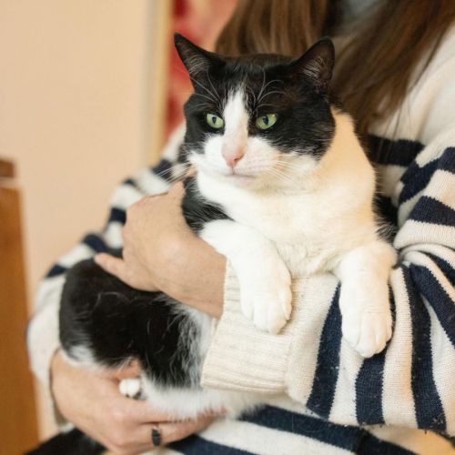Sylvester - In foster care in Collingwood