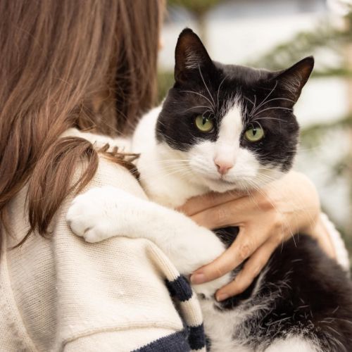 Sylvester - In foster care in Collingwood