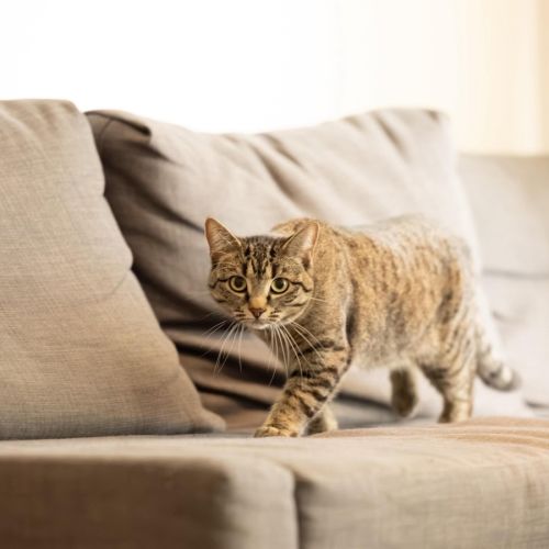 Marceline - In foster Care in Preston