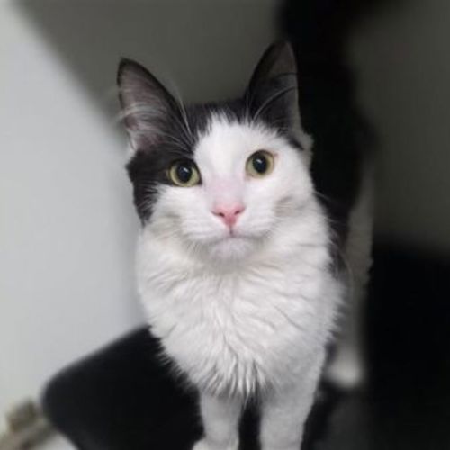Oreo