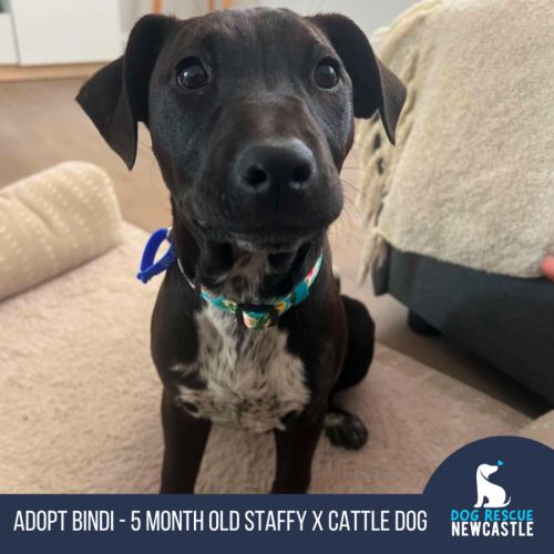 Bindi - 5 Month Old Staffy X Cattle Dog