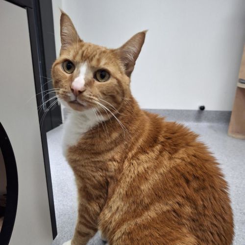 Felix (bonded To Primrose)