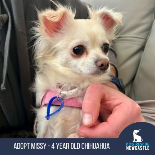 Missy - 4 Year Old Chihuahua