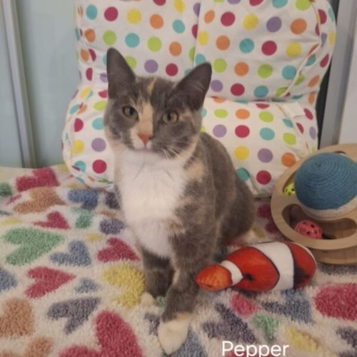 Pepper