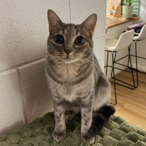 Hazel