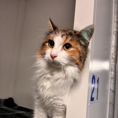 Cinnamon 