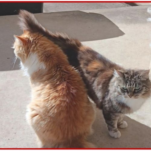 Koshka & Pepe